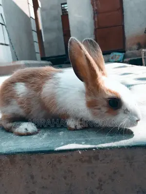 Rabbit for Sell