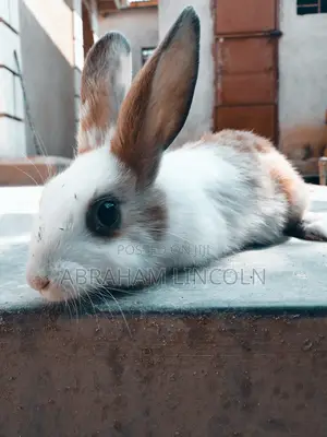 Rabbit for Sell