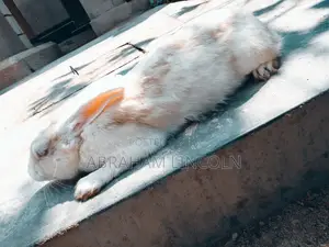Rabbit for Sell