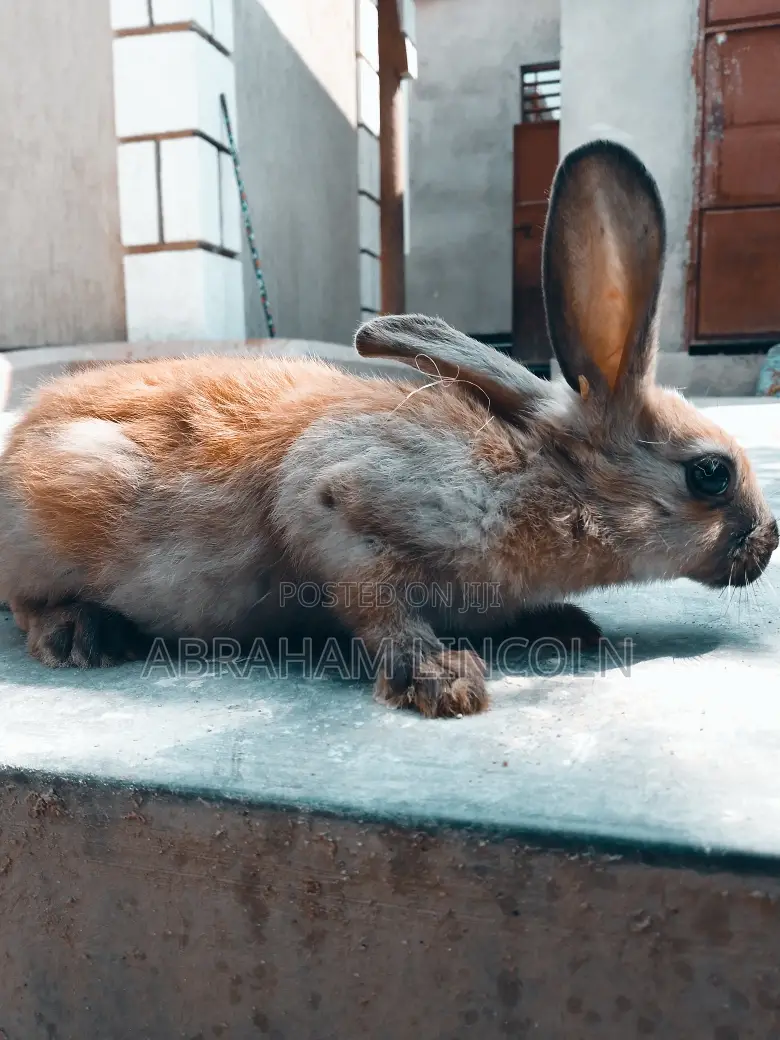 Rabbit for Sell