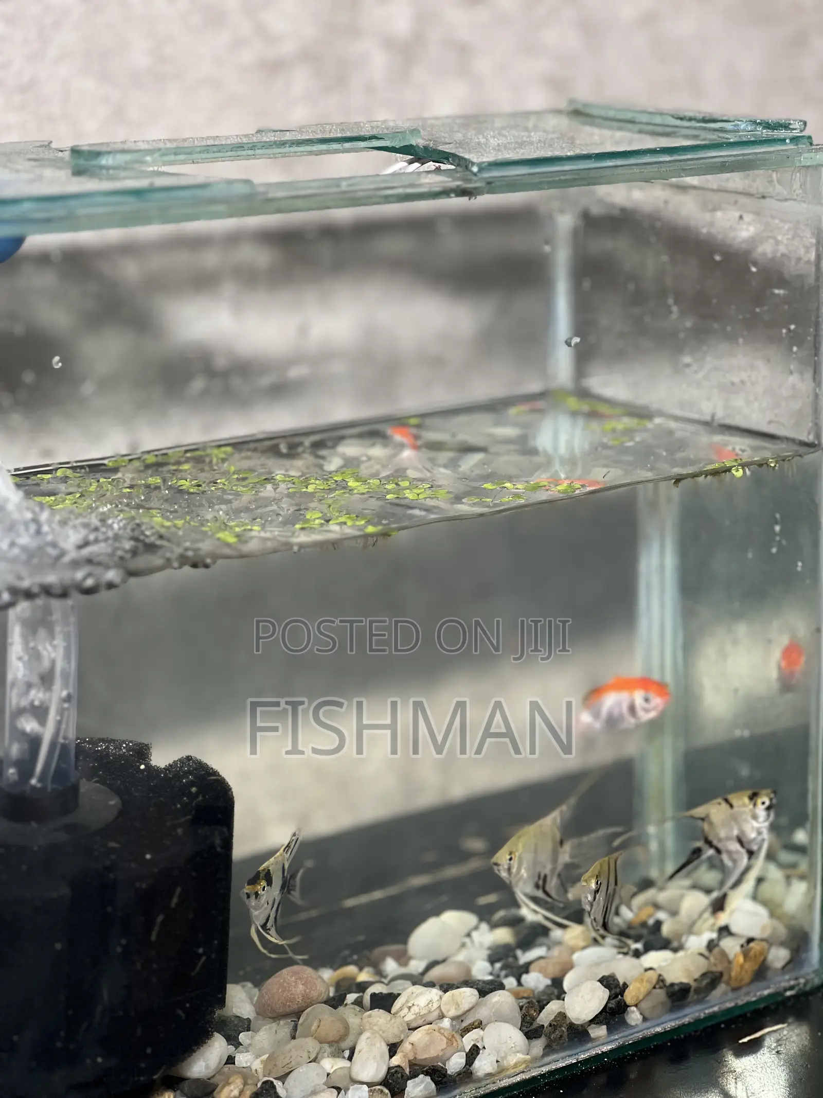 Fish Decoration