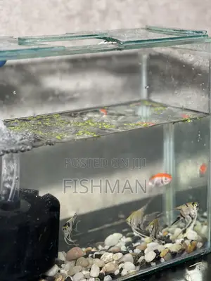 Fish Decoration