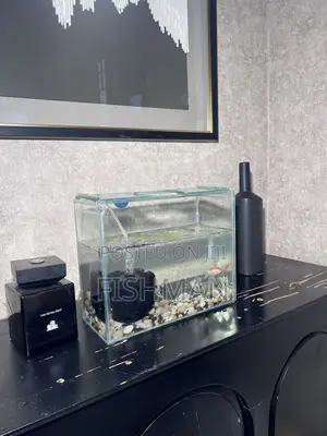 Fish Decoration