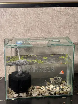 Fish Decoration