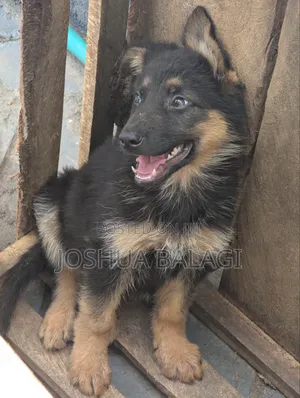 1-3 months Male Purebred German Shepherd