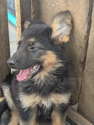 1-3 months Male Purebred German Shepherd