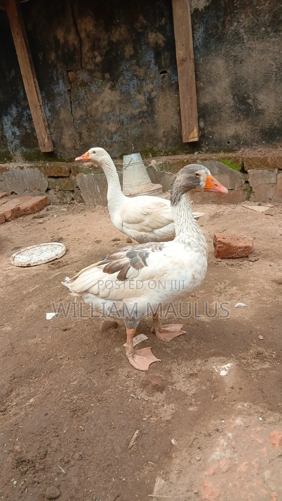 Bata Bukini