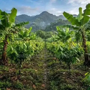 Farm for Sale at Morogoro Mlimbini