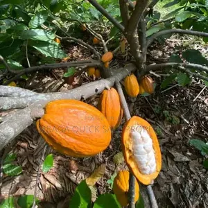 Farm for Sale at Morogoro Mlimbini