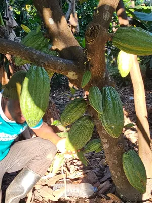 Farm for Sale at Morogoro Mlimbini