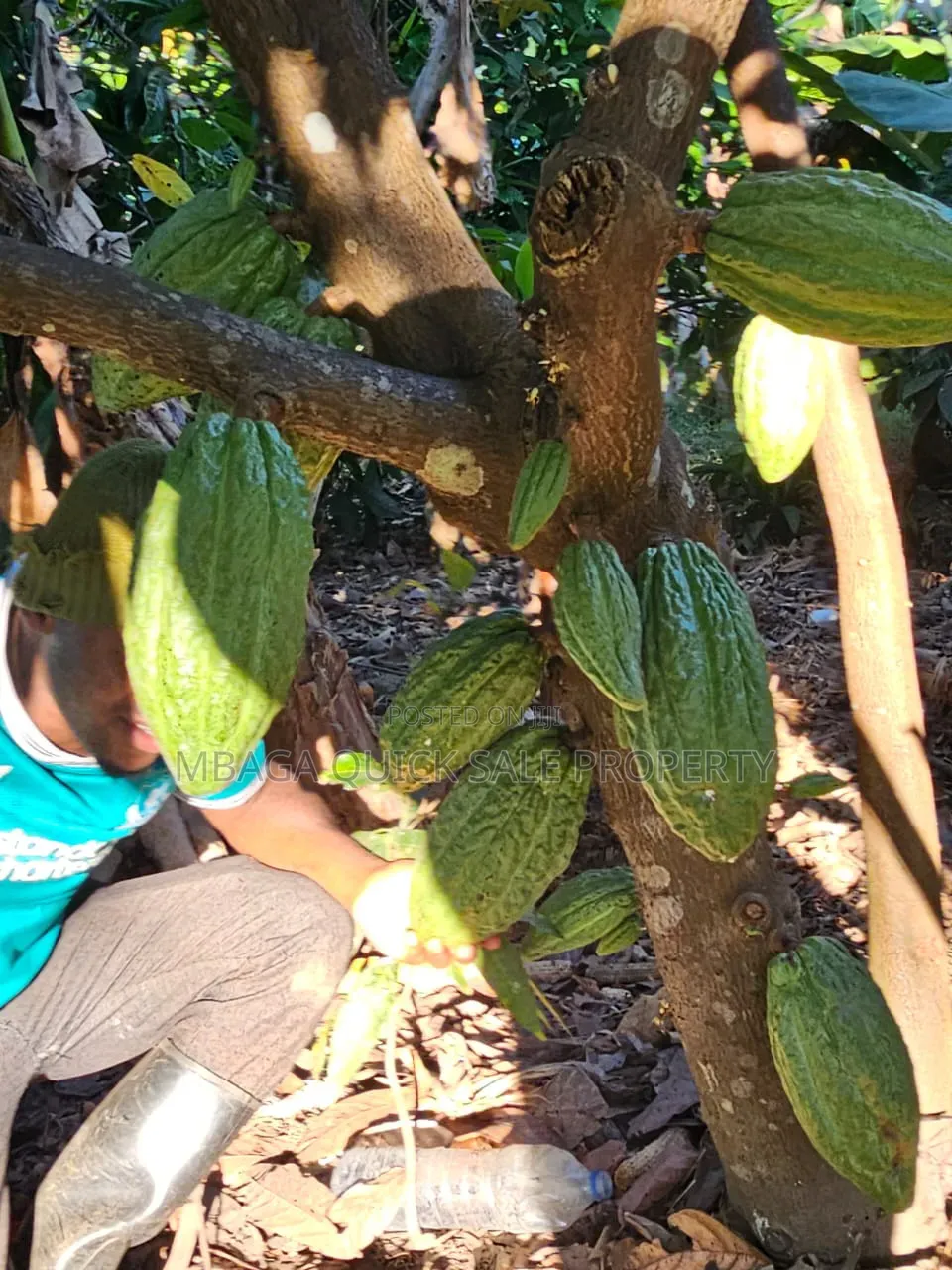 Farm for Sale at Morogoro Mlimbini