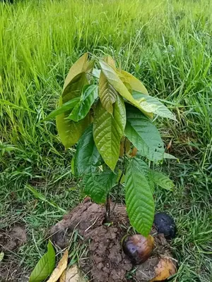 Farm for Sale at Morogoro Mlimbini