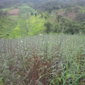 Farm for Sale at Morogoro Mlimbini