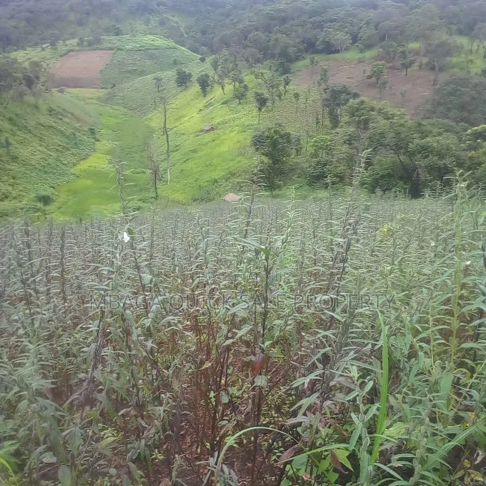 Farm for Sale at Morogoro Mlimbini
