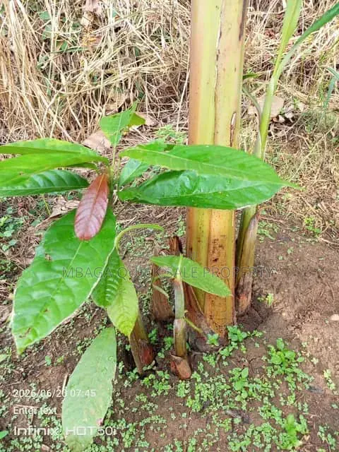Farm for Sale at Morogoro Mlimbini