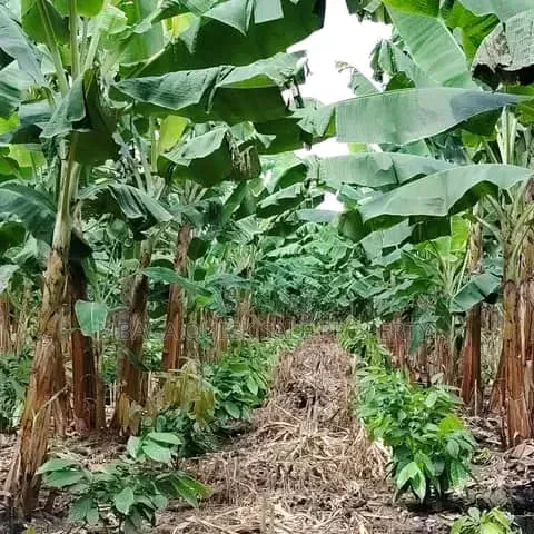 Farm for Sale at Morogoro Mlimbini