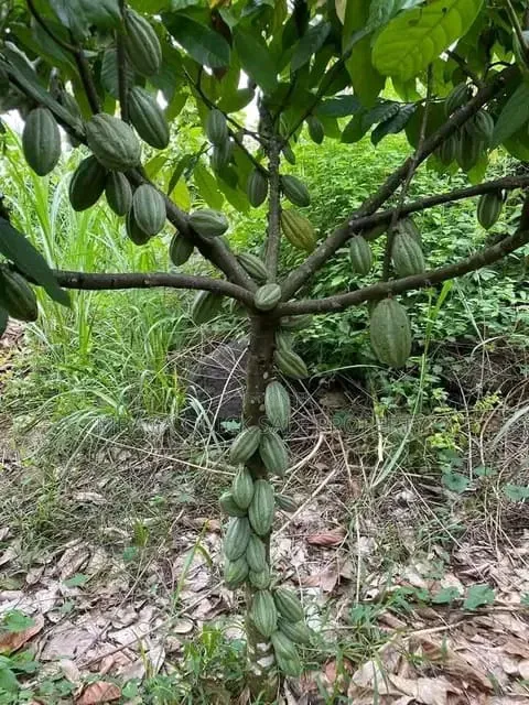 Farm for Sale at Morogoro Mlimbini