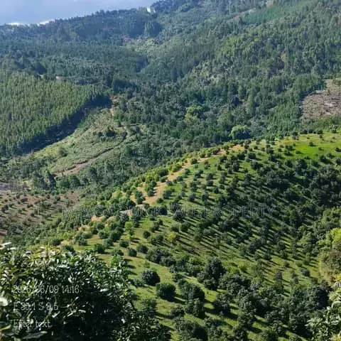 Farm for Sale at Morogoro Mlimbini
