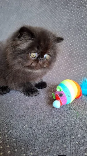 1-3 months Male Purebred Persian