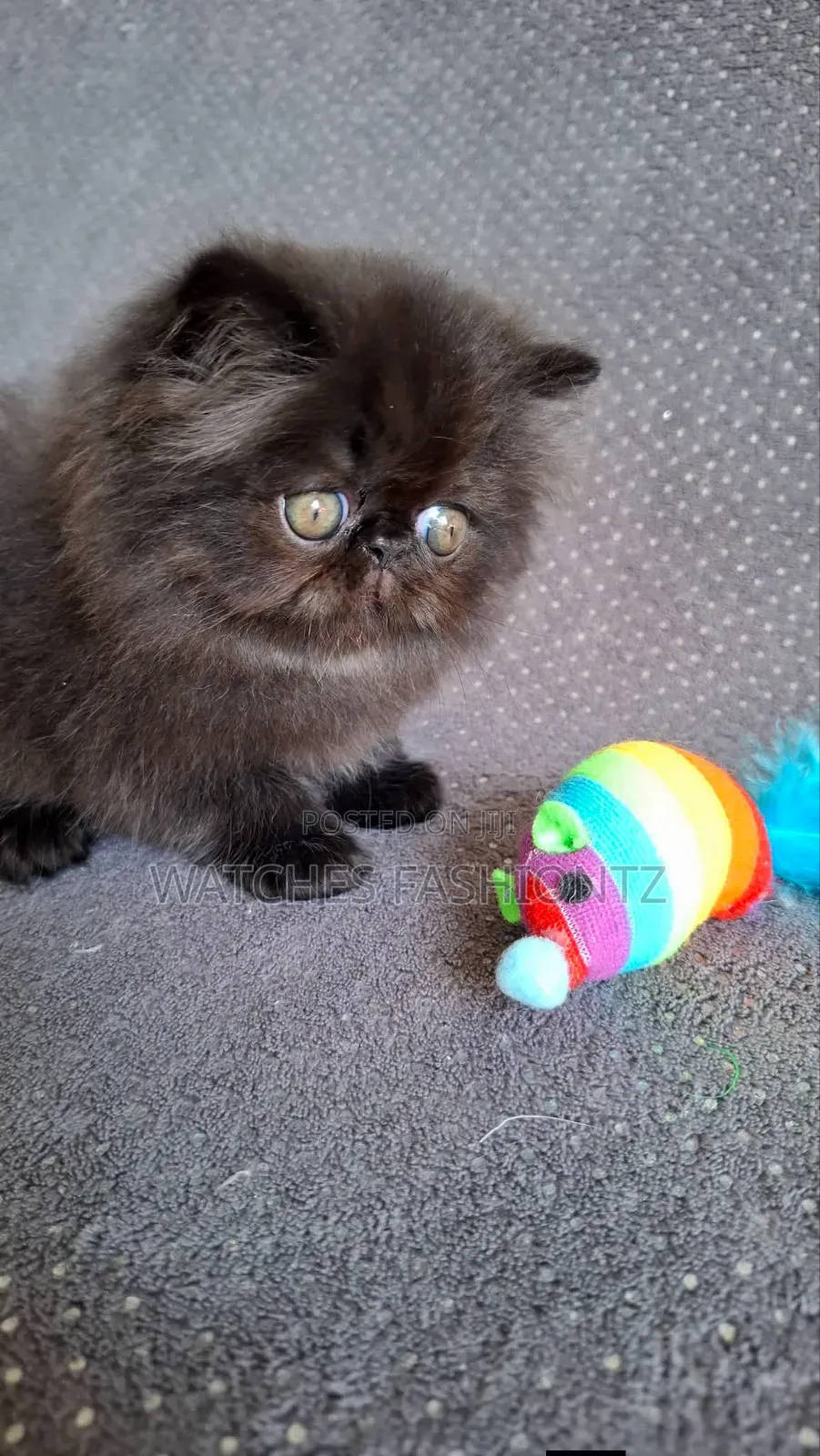 1-3 months Male Purebred Persian