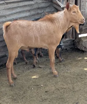 Tunauza Mbuzi Wa Nyama Na Wa Kufuga Wenye Afya Njema.