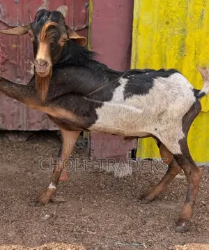 Goats Available for Sale (Suitable for Meat or Rearing/Farming)