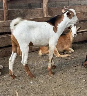 Goats Available for Sale (Suitable for Meat or Rearing/Farming)