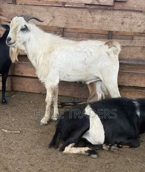 Goats Available for Sale (Suitable for Meat or Rearing/Farming)