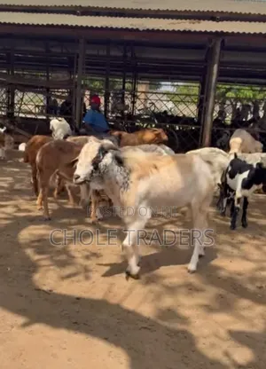 Goats Available for Sale (Suitable for Meat or Rearing/Farming)