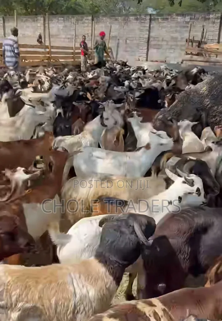 Goats Available for Sale (Suitable for Meat or Rearing/Farming)