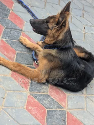 3-6 months Male Purebred German Shepherd