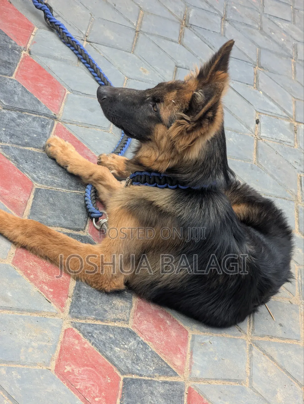 3-6 months Male Purebred German Shepherd