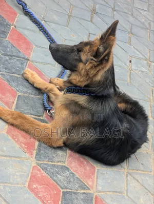 3-6 months Male Purebred German Shepherd
