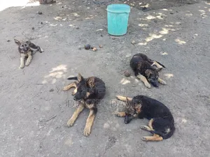 3-6 months Male Purebred German Shepherd
