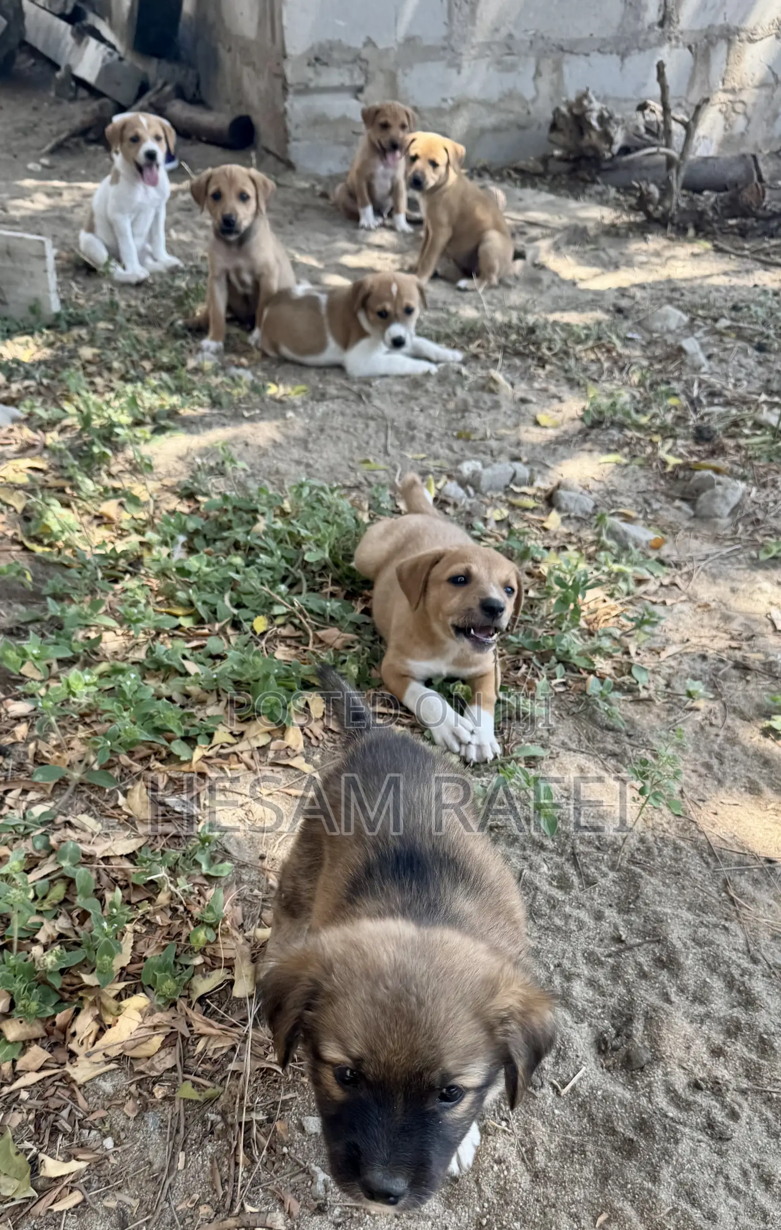 1-3 months Female Mixed Breed Dog