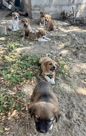 1-3 months Female Mixed Breed Dog