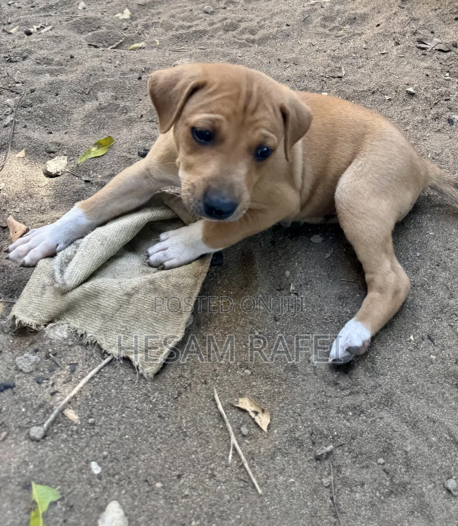 1-3 months Female Mixed Breed Dog