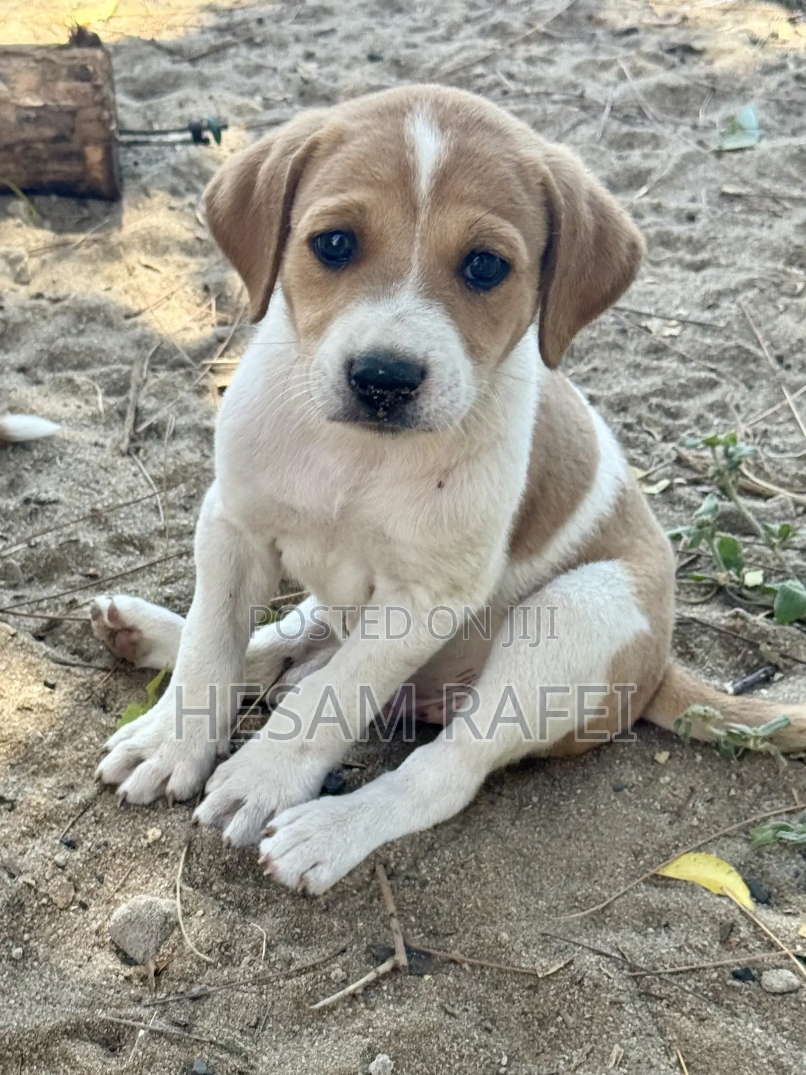 1-3 months Female Mixed Breed Dog