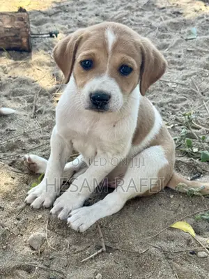 1-3 months Female Mixed Breed Dog