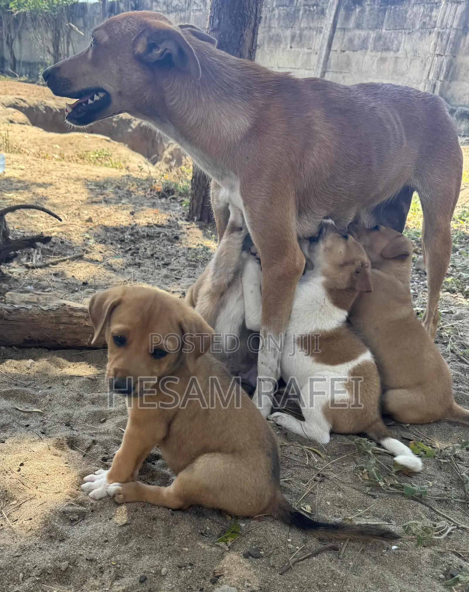1-3 months Female Mixed Breed Dog