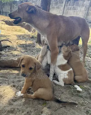 1-3 months Female Mixed Breed Dog