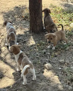 1-3 months Female Mixed Breed Dog