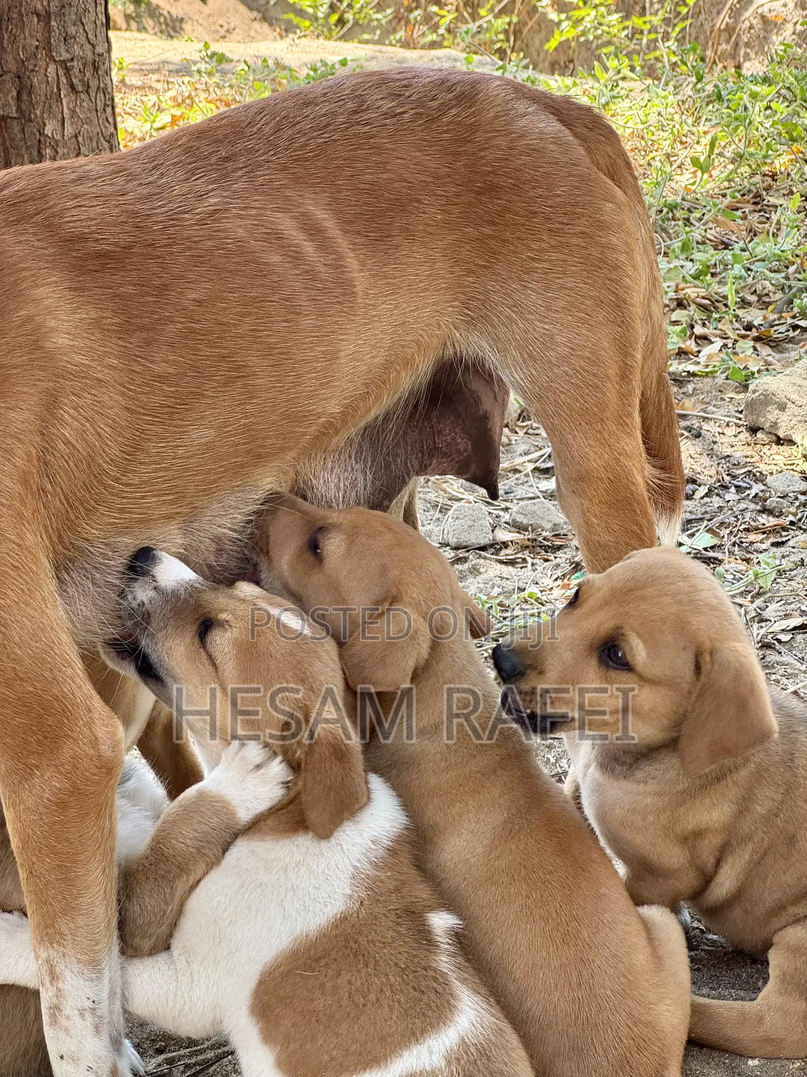 1-3 months Female Mixed Breed Dog