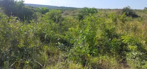 Surveyed Farm Land 60km From DSM City Center