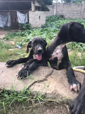 3-6 months Male Purebred Great Dane