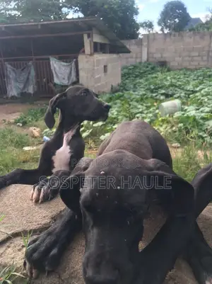 3-6 months Male Purebred Great Dane