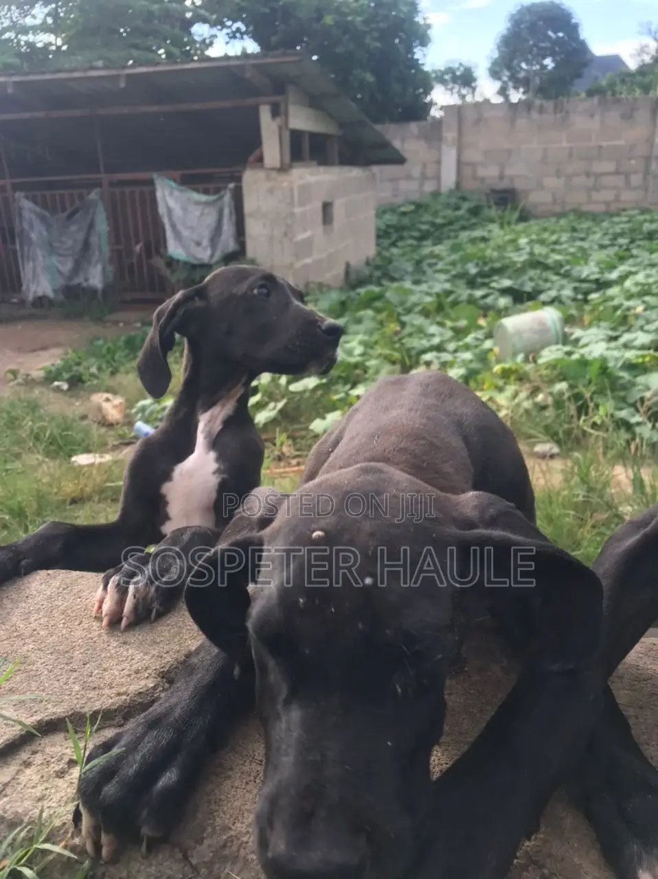 3-6 months Male Purebred Great Dane