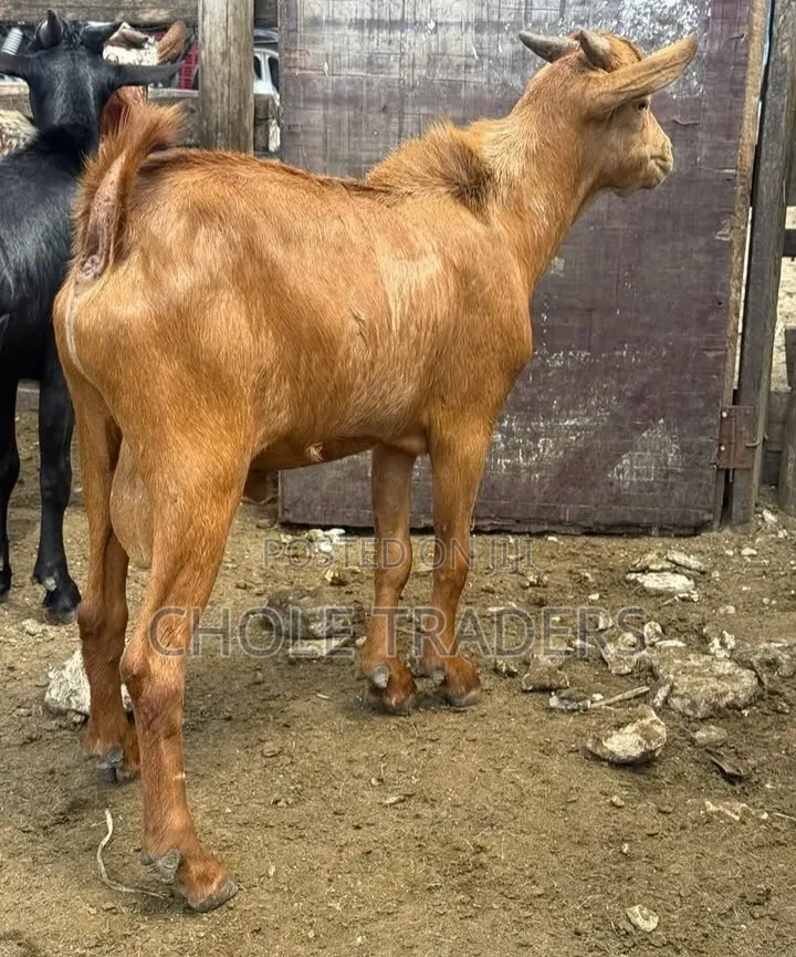 Goats Available for Sale (Suitable for Meat or Rearing/Farming)