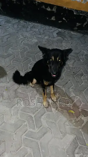 1+ year Male Mixed Breed German Shepherd