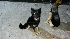 1+ year Male Mixed Breed German Shepherd